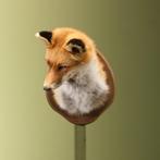 Vos Taxidermie Opgezette Dieren By Max, Ophalen of Verzenden, Nieuw, Wild dier, Opgezet dier