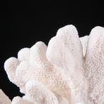Prachtige witte koraaltak - Stylophora - Madrepora, Nieuw