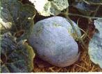 Wax Gourd  Blue Hill F1  Wax Gourd  Bl, Hobby en Vrije tijd, Knutselen, Ophalen of Verzenden, Nieuw