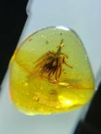 Barnsteen - strobilus in amber - 14 mm - 13 mm