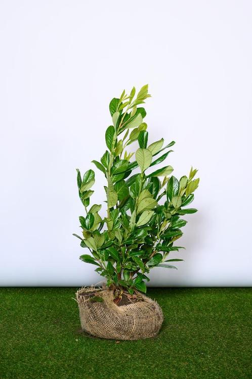 Laurier - Prunus Laurocerasus Rotundifolia - 60 t/m 200cm, Tuin en Terras, Planten | Struiken en Hagen, Laurier, Struik, Ophalen of Verzenden