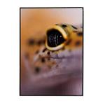 Isabella Tahmassian - Gekko glow - No reserve price