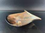 Zeeslak Zeeschelp - Pteria penguin con perla (Zonder