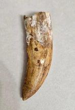 Premium kwaliteit Carcharodontosaurus tand - Fossiele tand -, Verzamelen, Mineralen en Fossielen