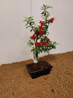 Azalea bonsai (Rhododendron) - Hoogte (boom): 32 cm - Diepte