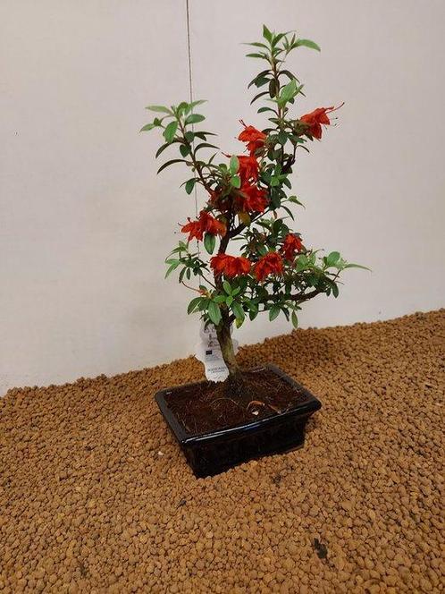Azalea bonsai (Rhododendron) - Hoogte (boom): 32 cm - Diepte, Antiek en Kunst, Curiosa en Brocante