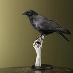Kraai Taxidermie Opgezette Dieren By Max, Ophalen of Verzenden, Nieuw, Vogel, Opgezet dier
