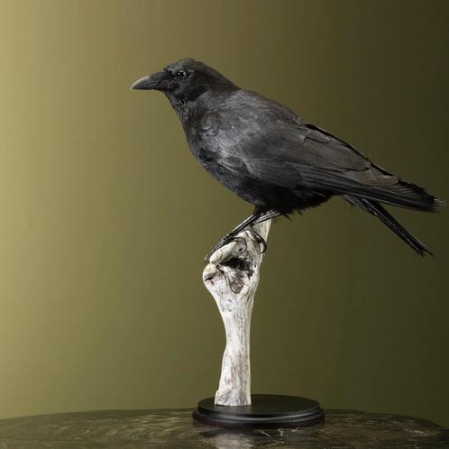 Kraai Taxidermie Opgezette Dieren By Max, Verzamelen, Dierenverzamelingen, Opgezet dier, Nieuw, Vogel, Ophalen of Verzenden