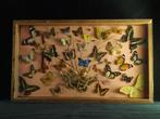 Vlinder Taxidermie wandmontage - other - 36 cm - 60 cm - 7, Antiek en Kunst