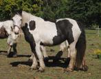 jonge Irish Cobs / Tinkers, Dieren en Toebehoren, Paarden, Minder dan 160 cm, 0 tot 2 jaar, Onbeleerd, Meerdere dieren