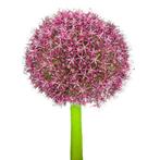 Bloembollen - 48 x Allium Red Giant - bordeaux, Verzenden, Voorjaar, Volle zon, Bloembol