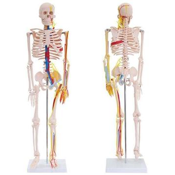 Anatomie model menselijk skelet (met zenuwen en bloedvaten) beschikbaar voor biedingen