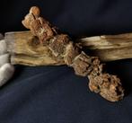 193 g 15,30 cm x 3,40 cm Lobster fossiel - dinosaurus of