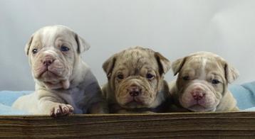 Old English Bulldog pups! | Mogen vanaf 24 december mee. beschikbaar voor biedingen