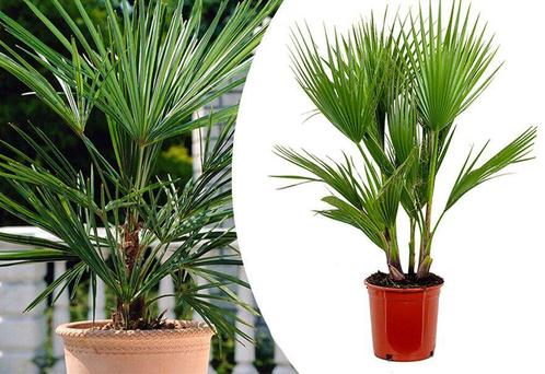 Mexicaanse waaierpalm voor huis of tuin (80 - 100 cm), Tuin en Terras, Planten | Tuinplanten