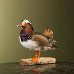 Mandarijneend Taxidermie Opgezette Dieren By Max, Ophalen of Verzenden, Nieuw, Vogel, Opgezet dier