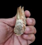 Zeereptiel - Gefossiliseerde kaak - mosasaurio - 10.5 cm - 6