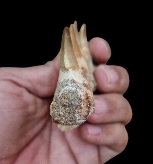 Zeereptiel - Gefossiliseerde kaak - mosasaurio - 10.5 cm - 6, Verzamelen, Mineralen en Fossielen