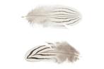 Striped feather 6cm 25pc - Natural Gestreepte Veertjes, Ophalen of Verzenden, Nieuw