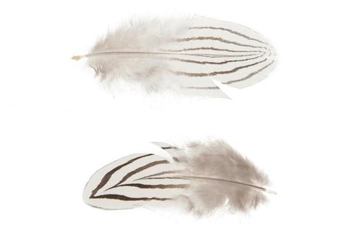 Striped feather 6cm 25pc - Natural Gestreepte Veertjes, Hobby en Vrije tijd, Knutselen, Nieuw, Ophalen of Verzenden
