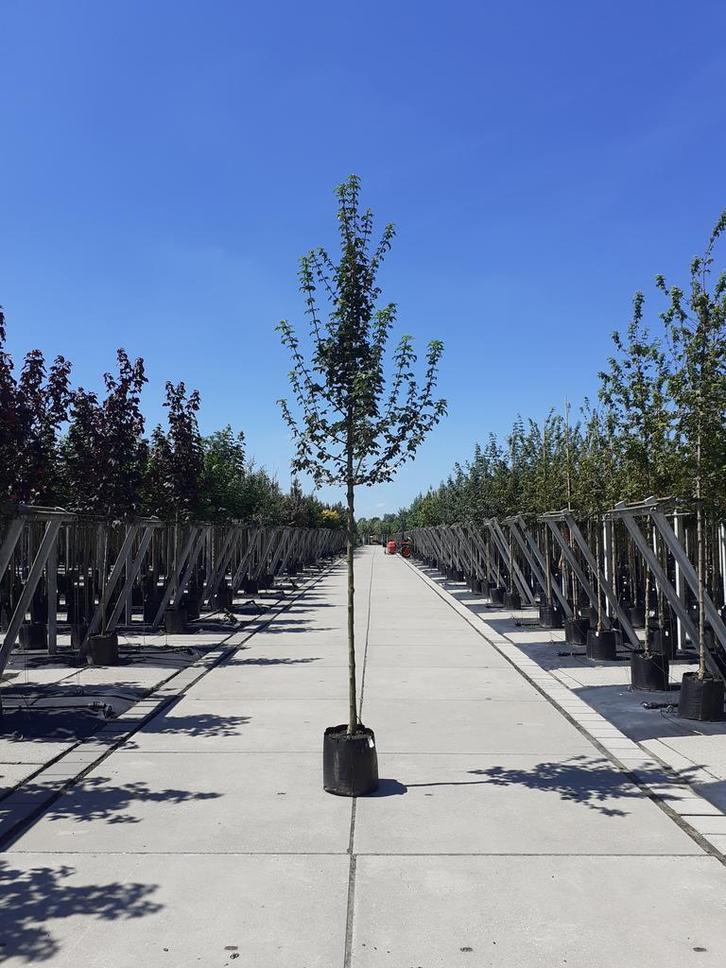 Laanbomen | Esdoorn, els, berk, krent, beuk, amberboom etc., Tuin en Terras, Planten | Bomen, 250 tot 400 cm, Overige soorten