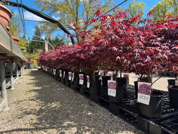 Japanse esdoorn (Acer) Maand mei alle zondagen geopend beschikbaar voor biedingen