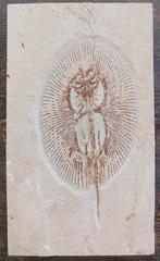 Vis - Fossiele plaatmatrix - cyclobatis, Verzamelen, Mineralen en Fossielen
