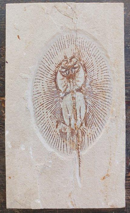 Vis - Fossiele plaatmatrix - cyclobatis, Verzamelen, Mineralen en Fossielen