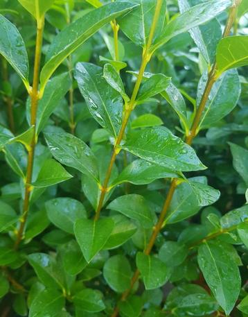 Ligustrum ovalifolium beschikbaar voor biedingen