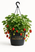 Aardbeien in hangpot, Ophalen of Verzenden
