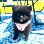 Schattige, gezonde pomeranian pomeriaan teefje en reutje, Parvo, België, Particulier, Overige rassen