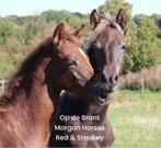 Op de Brant Morgan Horse Veulens, Minder dan 160 cm, 0 tot 2 jaar, Hengst, Ontwormd