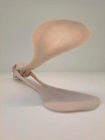 3D geprinte schedel van een Lepelaar beschikbaar voor biedingen