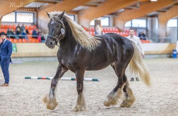 Super gave silver pearl hengst ter dekking beschikbaar voor biedingen