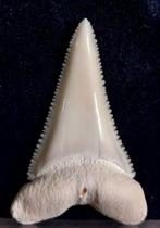 Witte haai Taxidermie volledige montage - Carcharodon, Antiek en Kunst, Curiosa en Brocante