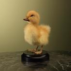 Geel Eendje Taxidermie Opgezette Dieren By Max, Ophalen of Verzenden, Nieuw, Vogel, Opgezet dier