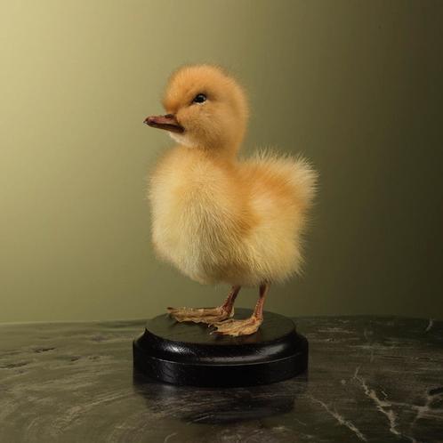 Geel Eendje Taxidermie Opgezette Dieren By Max, Verzamelen, Dierenverzamelingen, Opgezet dier, Nieuw, Vogel, Ophalen of Verzenden