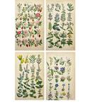 James  Sowerby - Set of 4 antique botanical illustrations -, Antiek en Kunst, Antiek | Boeken en Bijbels
