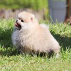 Pomeriaan | Dwergkees | Puppy | Pomeranian | Stamboom | Pup