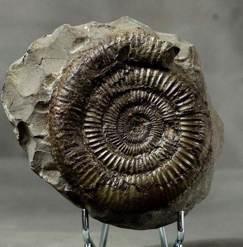 Mooie ammoniet - tot kogelniche - Een grote. -, Verzamelen, Mineralen en Fossielen