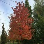 Amberboom Liquidambar Worplesdon | Prachtige herfstkleuren