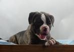 Old English Bulldog pups | Gezond type! | Mogen direct mee!, Dieren en Toebehoren, Honden | Bulldogs, Pinschers en Molossers, Parvo
