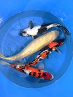 Hirasawa Marusei 45-55cm (Japanse Koi), Dieren en Toebehoren, Karper of Koi