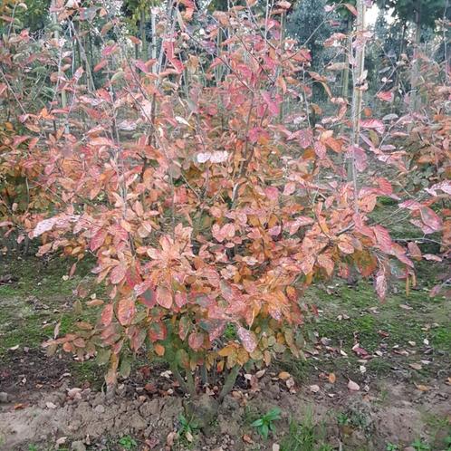 Krentenboom - Amelanchier lamarckii - meerstammig - Hoogte:, Tuin en Terras, Planten | Bomen, Ophalen of Verzenden