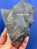 12 prachtige carboniferous plant fossils (collectie) -, Verzamelen