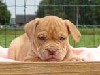 Old English Bulldog pups, t gezonde type! Mogen direct mee!, Parvo, Nederland, 8 tot 15 weken, Bulldog