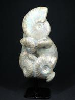 Ammoniet - Gefossiliseerd dier - Aioloceras (Cleoniceras), Verzamelen, Mineralen en Fossielen