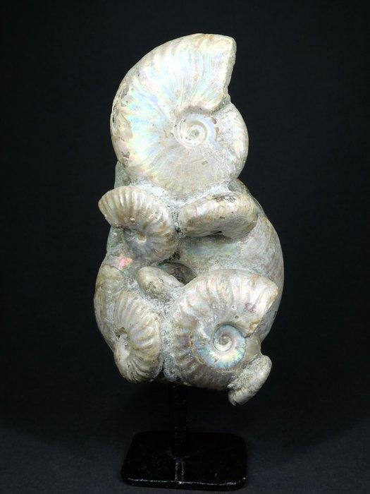 Ammoniet - Gefossiliseerd dier - Aioloceras (Cleoniceras), Verzamelen, Mineralen en Fossielen