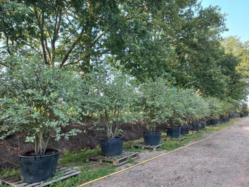 Amenlanchier Lamarckii krentenboom, Tuin en Terras, Planten | Bomen, Ophalen