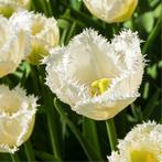 20x Tulpenbollen Honeymoon – Witte Kartelrand Tulp, Verzenden